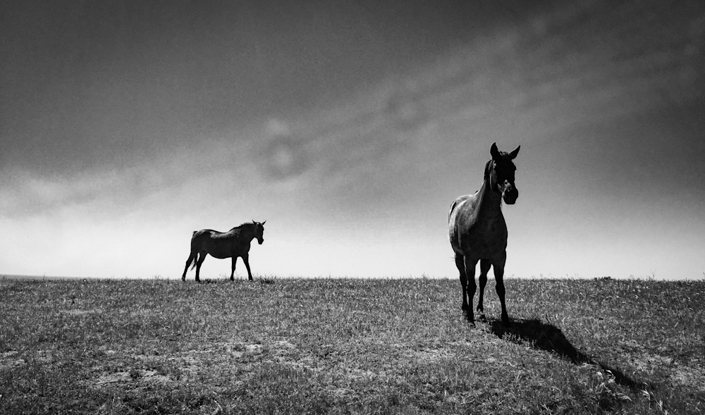 Horses #2, Hollister Ranch Photography Art | Photography's Dead