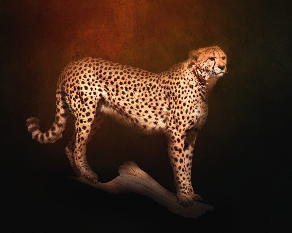 Cheetah on Copper Textured Background