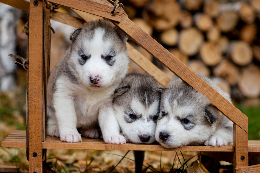 3-week old pure-bred Siberian Husky puppies in small wooden dog sled   Outdoors  Fall  PHOTO (C) BY JEFF SCHULTZ / ALL RIGHTS RESERVED
