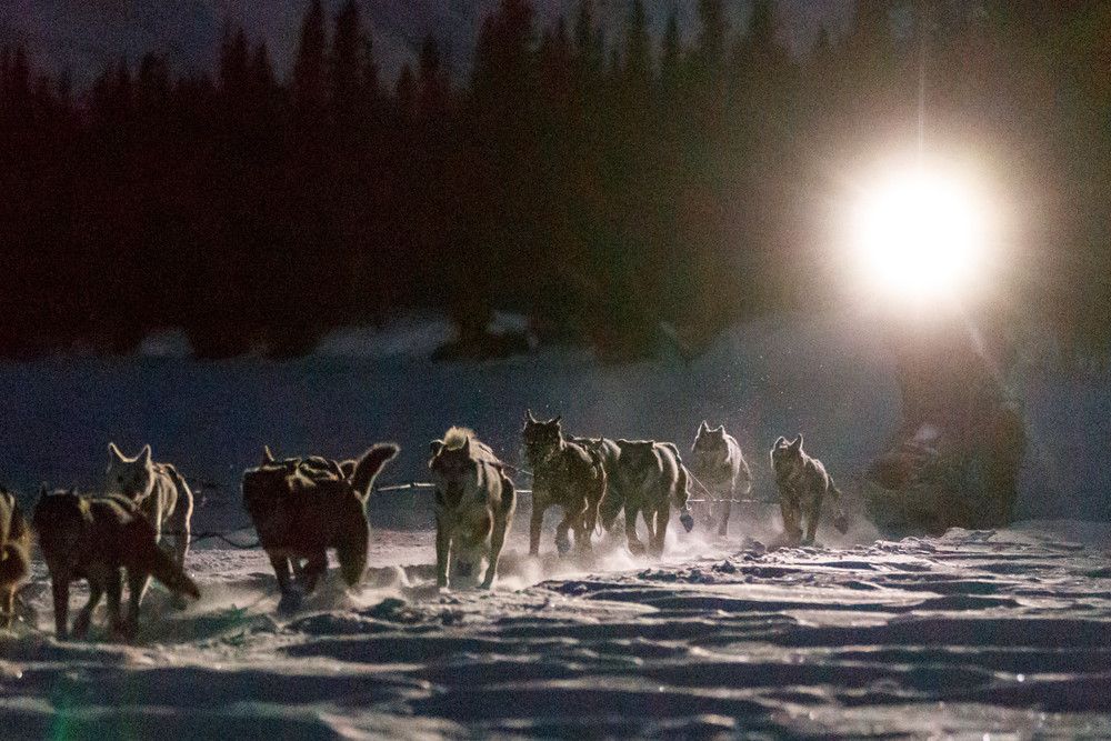 Aaron Burmeister runs by headlamp on the trail in the early morning nearing the Finger Lake checkpoint on Monday, March 4, 2019 during the 2019 Iditarod.

Photo by Jeff Schultz/  (C) 2019  ALL RIGHTS RESERVED