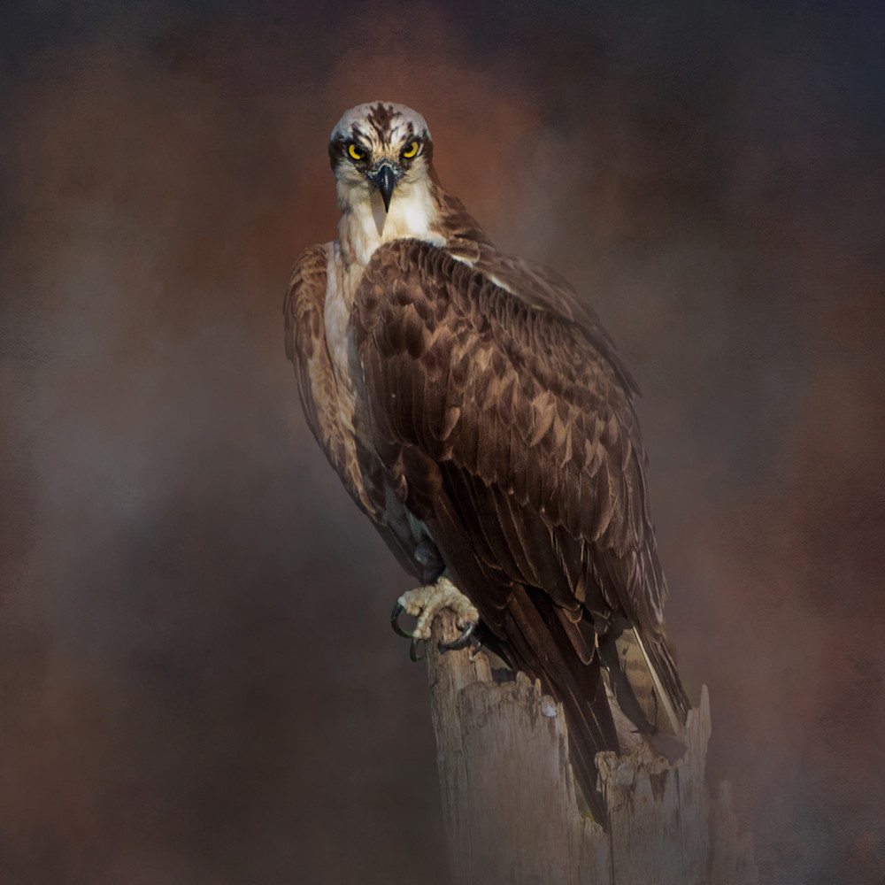 Osprey Eyes! Osprey Eyes!