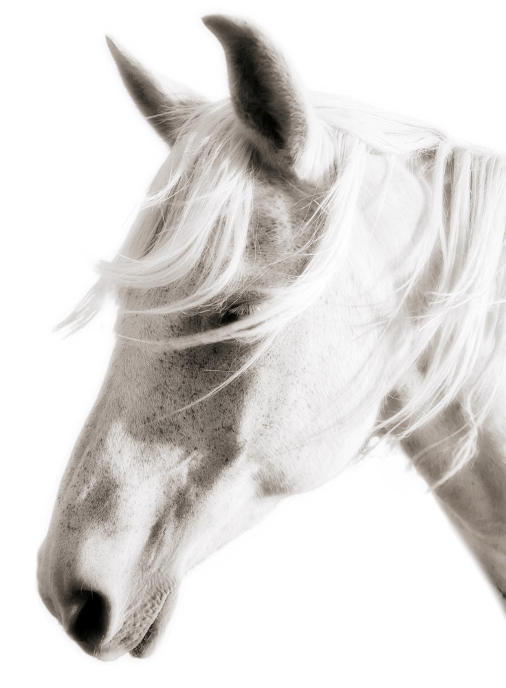 Horse with White Mane and White Background