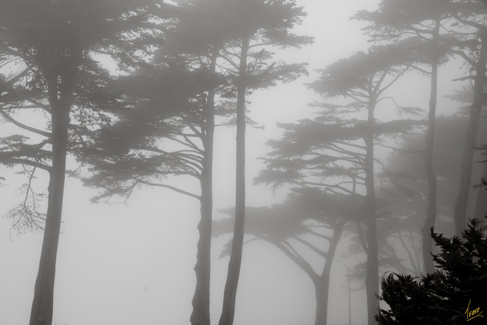 Trees in the Fog.Precidio of San Francisco.