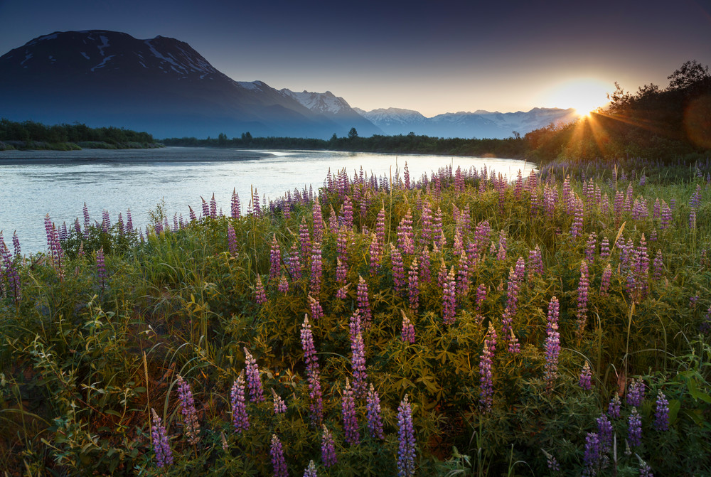 Summer landscape of lupine flowers along Placer River with Chugach Mountains in the background at sunrise. Southcentral, Alaska  June 2016

(C) Jeff Schultz/ Schultzphoto.com