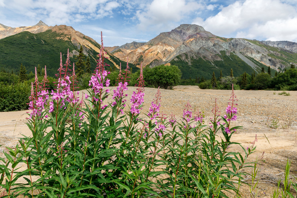Summer landscape of Fireweed and Sheep Mountain in the Glacier View area along the Glenn Highway.                                Photo by Jeff Schultz/SchultzPhoto.com  (C) 2018  ALL RIGHTS RESERVED