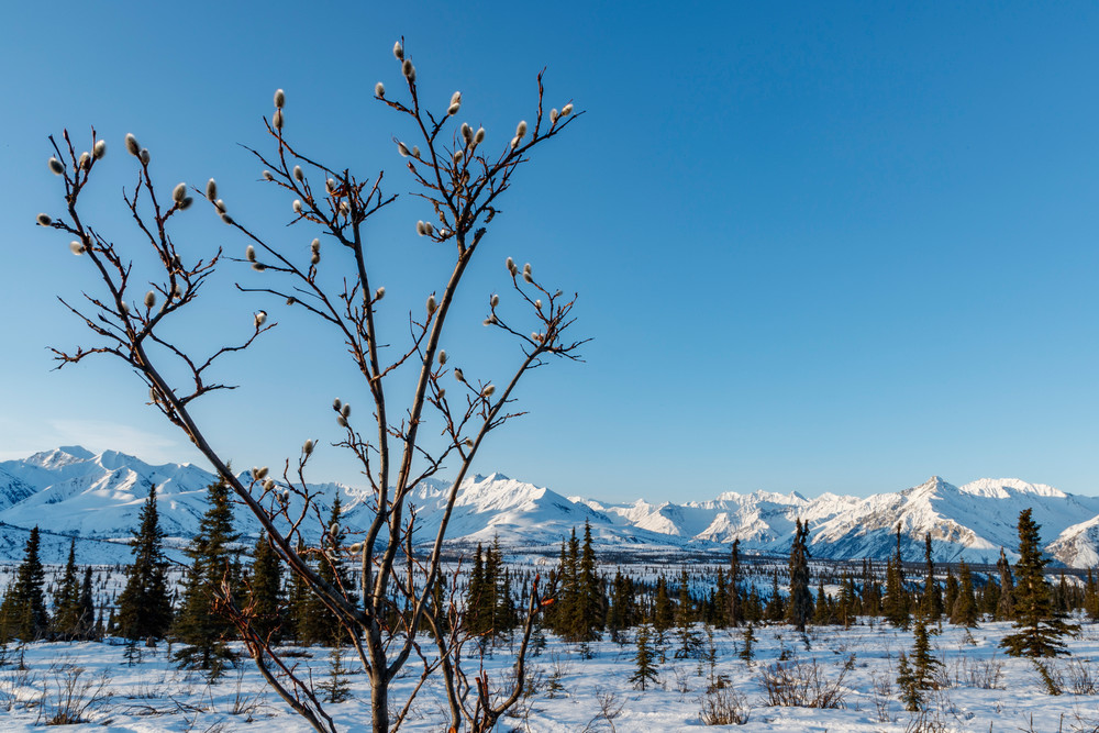 Spring Landscape of pussy willow with background of the snow-covered Chugach Mountains in the Tahneta Pass Glacier-View area of Southcentral, Alaska 

Photo by Jeff Schultz/  (C) 2020  ALL RIGHTS RESERVED