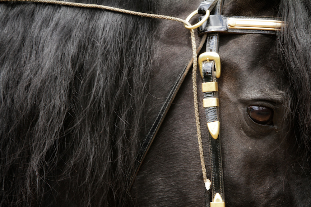 Close Up friesian horse face print