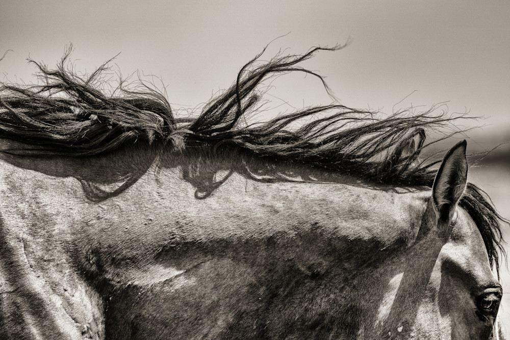 Close up wind torn wild horse mane print