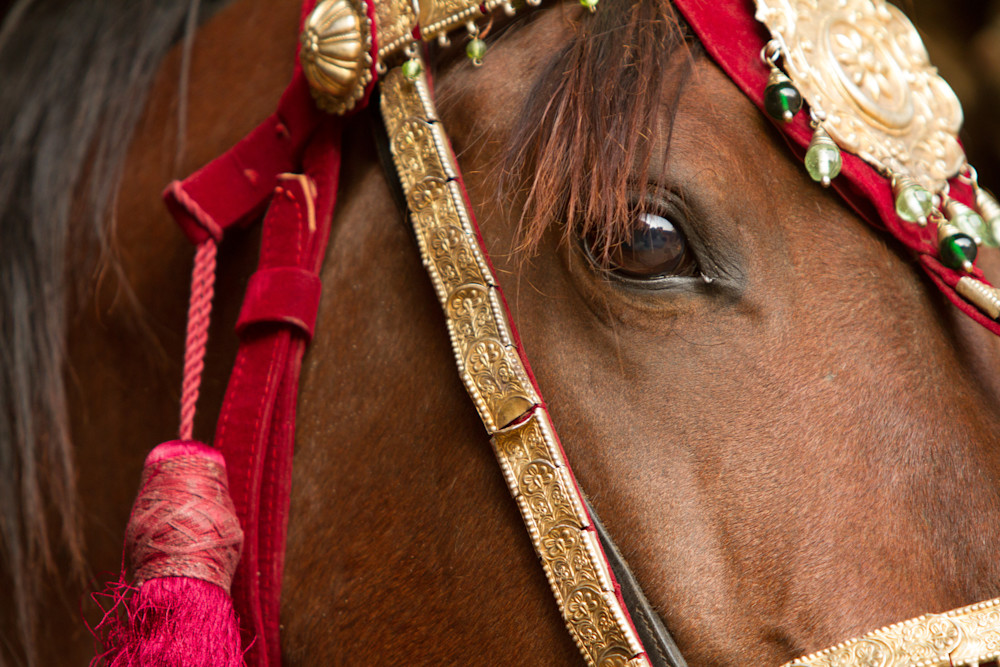 Close up of decorated Marwari horse.