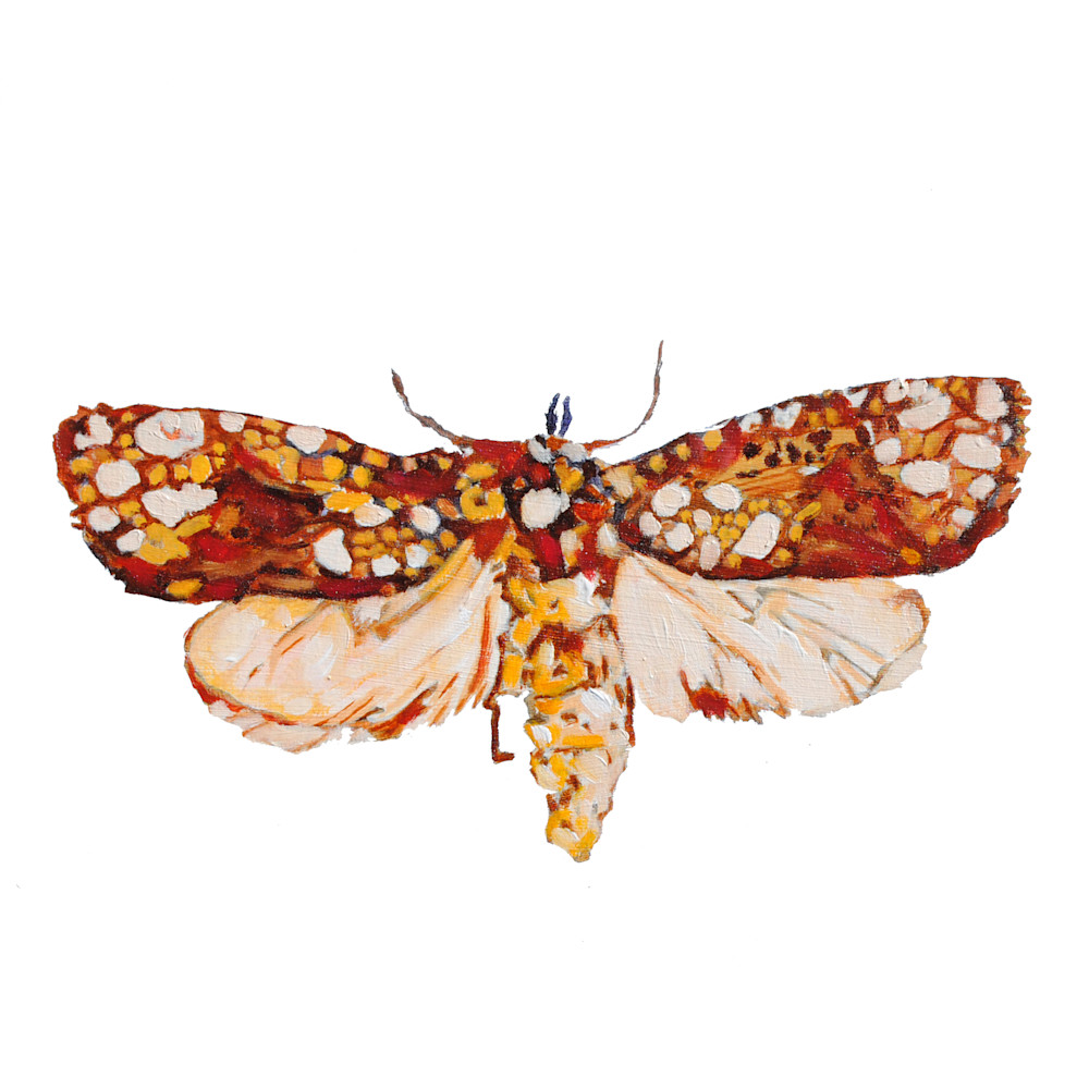 moth, print, insect, bug, art, painting