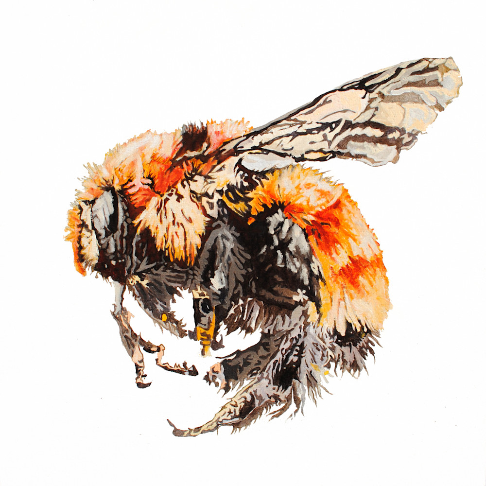 bumble bee, art, bee, pollinator, sleepy