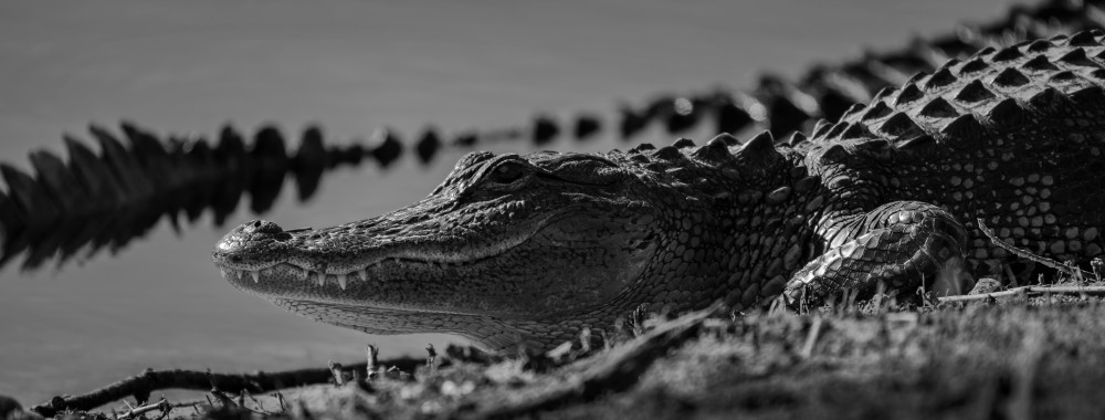 Gator Alley  Photography Art | James Killion Photography