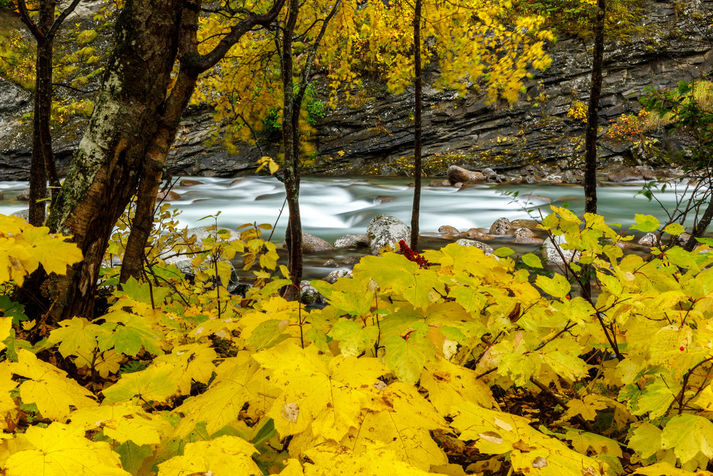 Fall Landscape of Little Susitna River in Hatcher Pass area. Southcentral, Alaska   Fall - Autumn

Photo by Jeff Schultz/  (C) 2020  ALL RIGHTS RESERVED