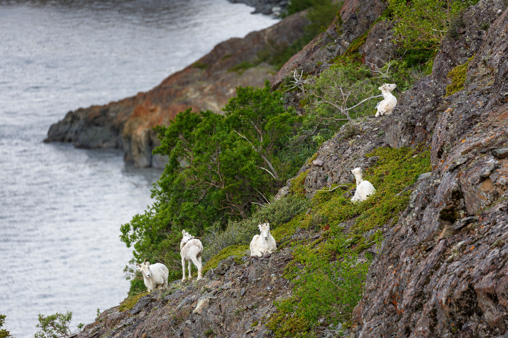 Spring landscape Dall Sheep on slopes and cliffs of the Chugach Mountains in Chugach State Park at Windy Corner area south of Anchorage. Southcentral, Alaska 

Photo by Jeff Schultz (C) 2016  ALL RIGHTS RESERVED