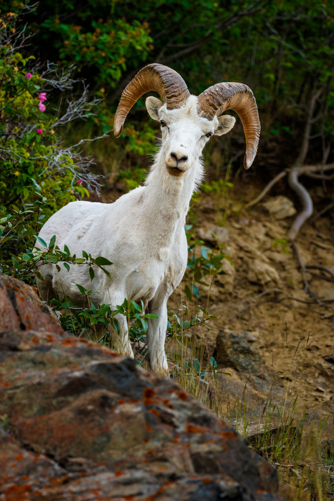 Summer image of young Dall Sheep ram on rocky cliffs of Chugach Mountains in Chugach State Park with wild rose foliage.  Southcentral, Alaska

Photo by Jeff Schultz (C) 2016  ALL RIGHTS RESERVED