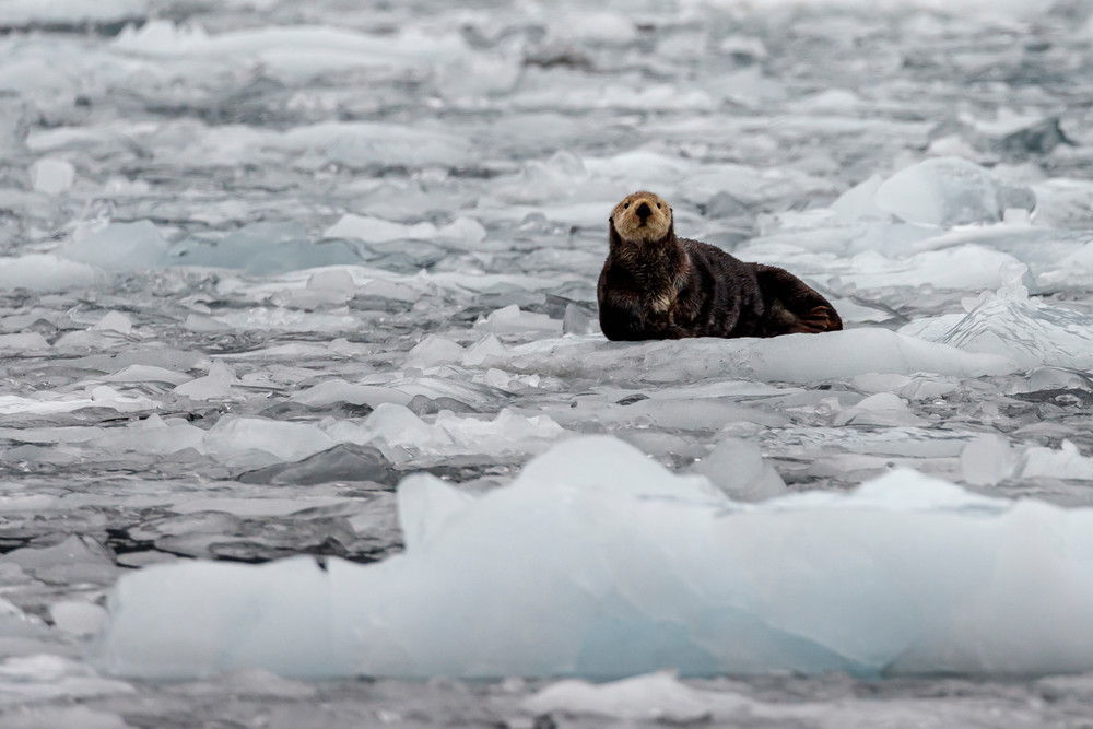 Sea Otter rests on ice berg in Barry Arm at Barry Glacier in Prince William Sound.  Summer, Alaska   Wildlife 

Photo by Jeff Schultz/  (C) 2019  ALL RIGHTS RESERVED