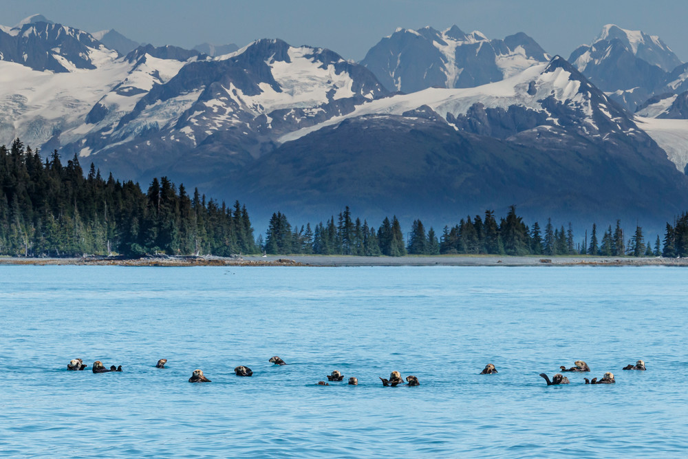 Sea Otters with Chugach Mountains in Port Wells of Prince William Sound. Southcentral, Alaska summer