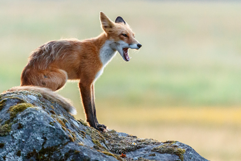 Red Fox on rock in Lake Clark National Park.  Summer, Southwest, Alaska

Photo by Jeff Schultz/  (C) 2019  ALL RIGHTS RESERVED

Into the Wild Photo Tour Amazing Views