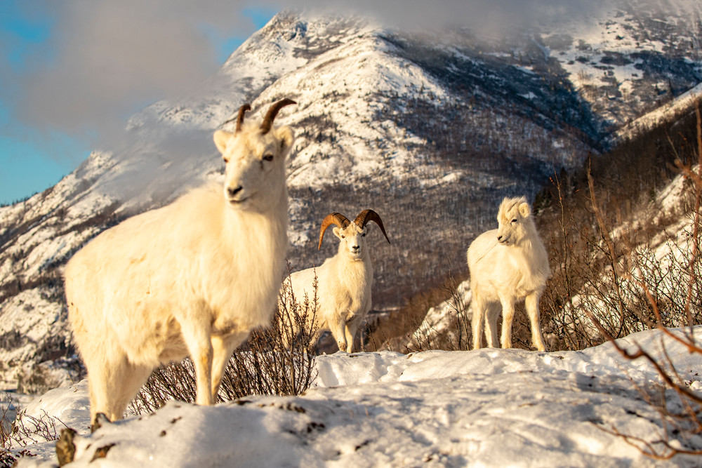 Dall sheep ewe, lamb, ram forage for food in fresh snow in Chugach Mountains. Winter Southcentral, Alaska


Photo by Jeff Schultz/  (C) 2020  ALL RIGHTS RESERVED