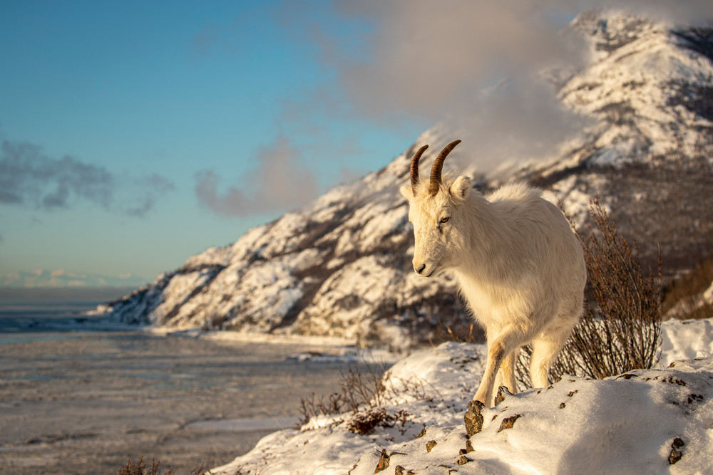 Dall sheep ewe walks along a ridgeline in fresh snow above Turnagain Arm with the Chugach Mountains in background in Chugach State Park. Winter Southcentral, Alaska


Photo by Jeff Schultz/  (C) 2020  ALL RIGHTS RESERVED