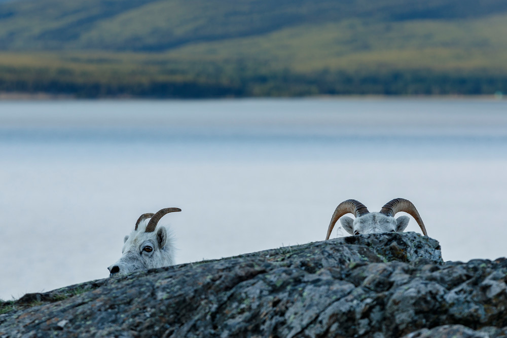 Two Dall sheep peak over a rock at Windy Corner of Chugach Mountains, Chugach State Park with the water of Turnagain Arm and Kenai Mountains in background.  Southcentral, Alaska  Spring-Summer

Photo by Jeff Schultz/  (C) 2020  ALL RIGHTS RESERVED