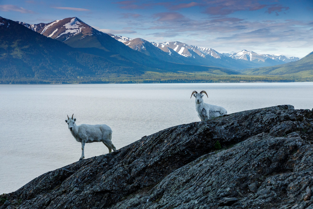A Dall sheep ewe and young ram walk on rock at Windy Corner of Chugach Mountains, Chugach State Park  with the water of Turnagain Arm and Kenai Mountains in background.  Southcentral, Alaska  Spring-Summer.  

Photo by Jeff Schultz/  (C) 2020  ALL