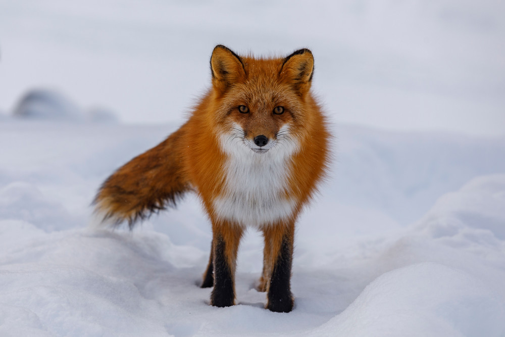 Winter landscape of Red Fox in snow with Alaska Range Mountains in Rainy Pass area of southcentral, Alaska

Photo by Jeff Schultz/  (C) 2021  ALL RIGHTS RESERVED