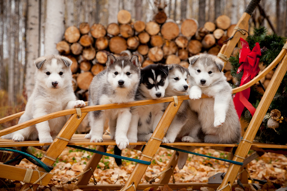 5 Week old Siberian Husky puppies in traditional wooden dog sled w/ Christmas wreath   Autumn