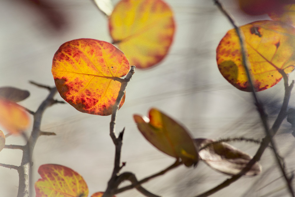 Seagrape Leaves In Winter  Photography Art | Lori Ballard Photography