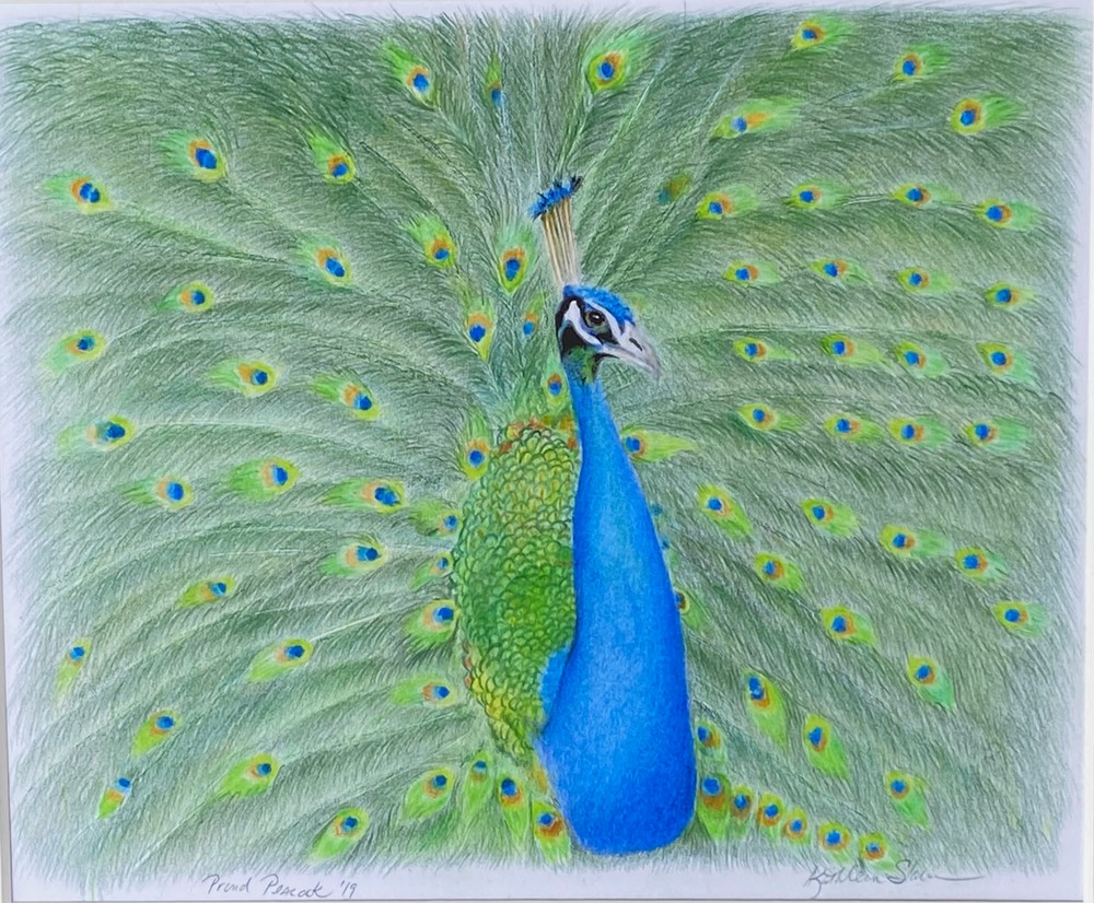 Proud Peacock Art | Kathleen Slaven Art
