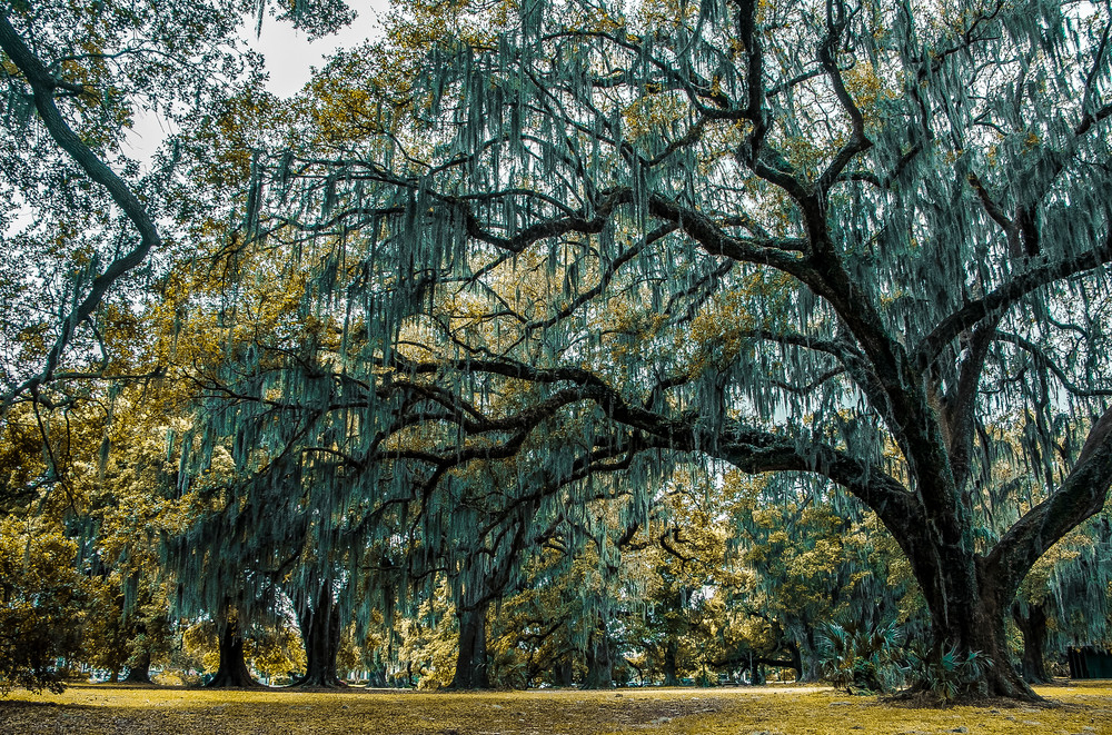 Easter Live Oak Photography Art | Kermit Carlyle Photography 
