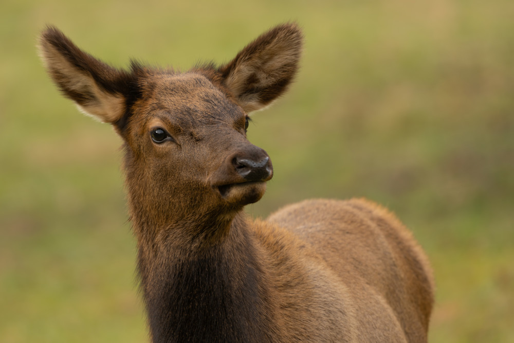 Purchase a print of a Beautiful Elk in The Smoky Mountains