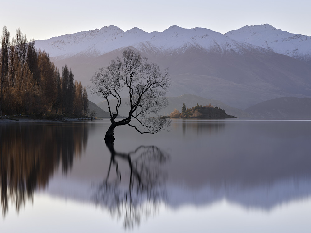 Buy the stunning, limited edition, landscape photograph of the Wanaka Tree in the tranquility of the morning light.  