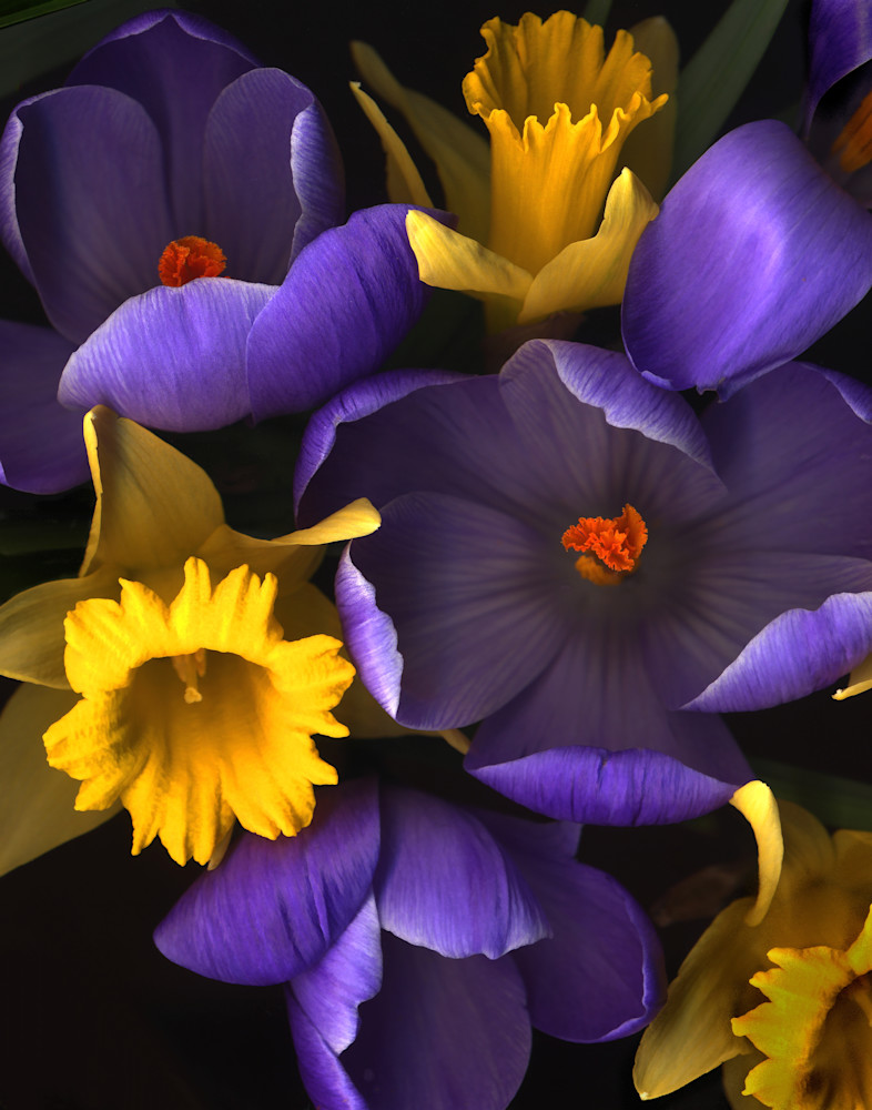 Daffodile Crocus Closeups Lrg1620 Fs Photography Art | Koral Martin Healthcare Art