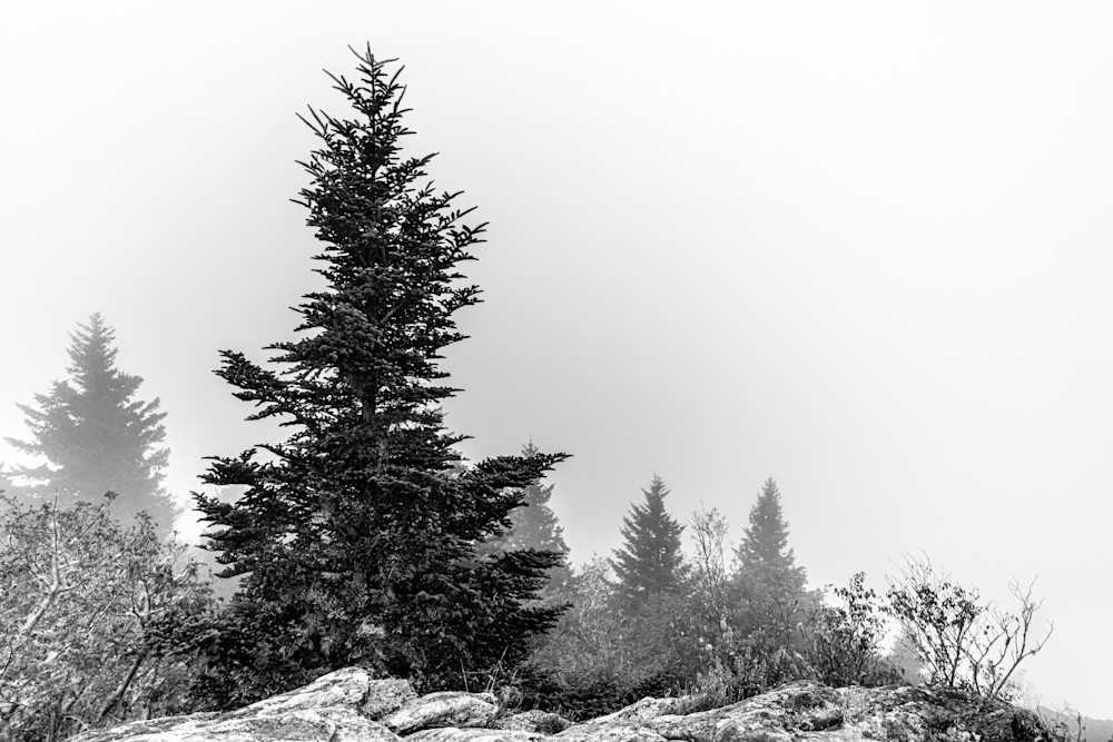 Photo To Buy: A Lone Pine Stands In The Mountain Mist 
