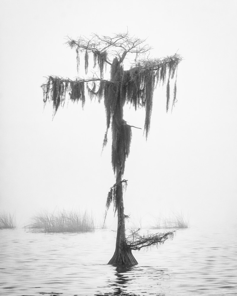 Alone - Florida swamp fine-art photography prints
