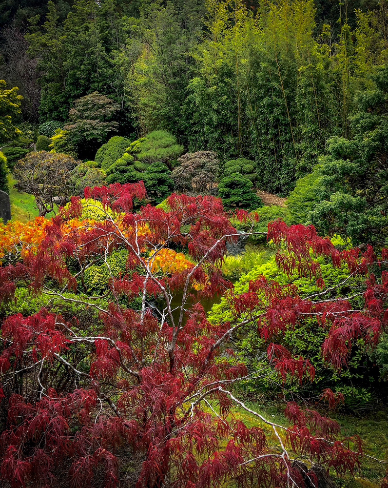 Japanese Tea Garden No.2 Art | Patrick Cosgrove Art and Photography
