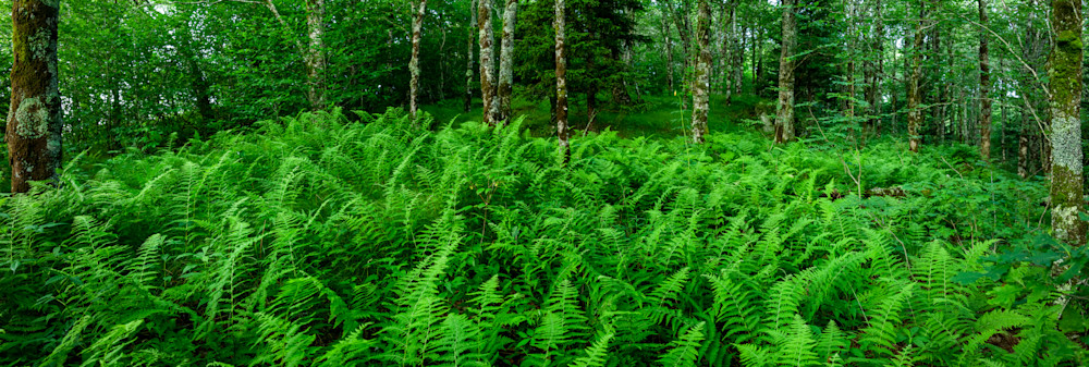 A Lush Fern Forest - Blue Ridge Mountain Prints