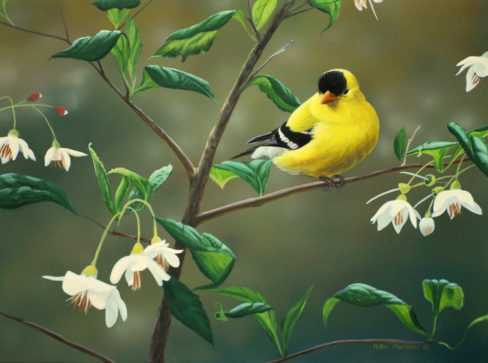 Goldfinch 'n Snowbells  Art | petermathios.com