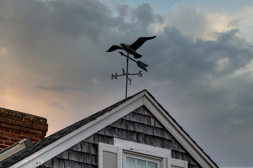 Common Gull Photography Art | The Colors of Chatham