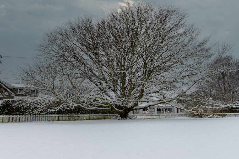 Copper Beech In Winter Photography Art | The Colors of Chatham