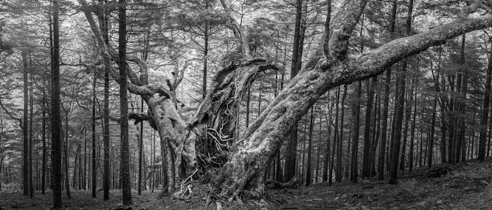 Print: A Haunted Tree Looms In The Forest