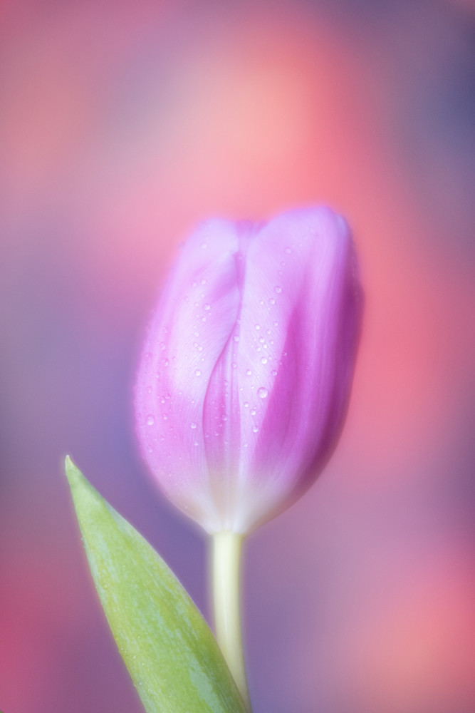 'unconditional Love' Photography Art | brubakerfineartphotography