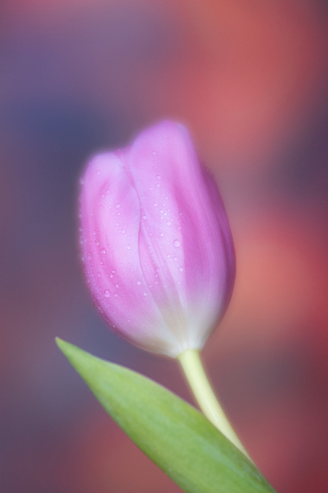 'declaration Of Love' Photography Art | brubakerfineartphotography