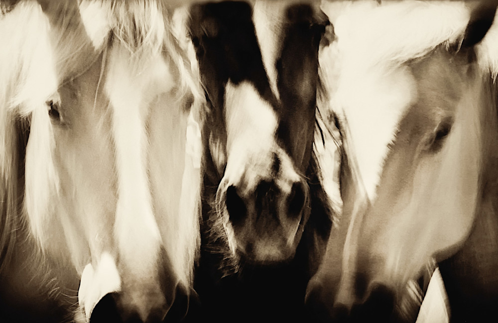 A "Trio" of horses close up forms art.