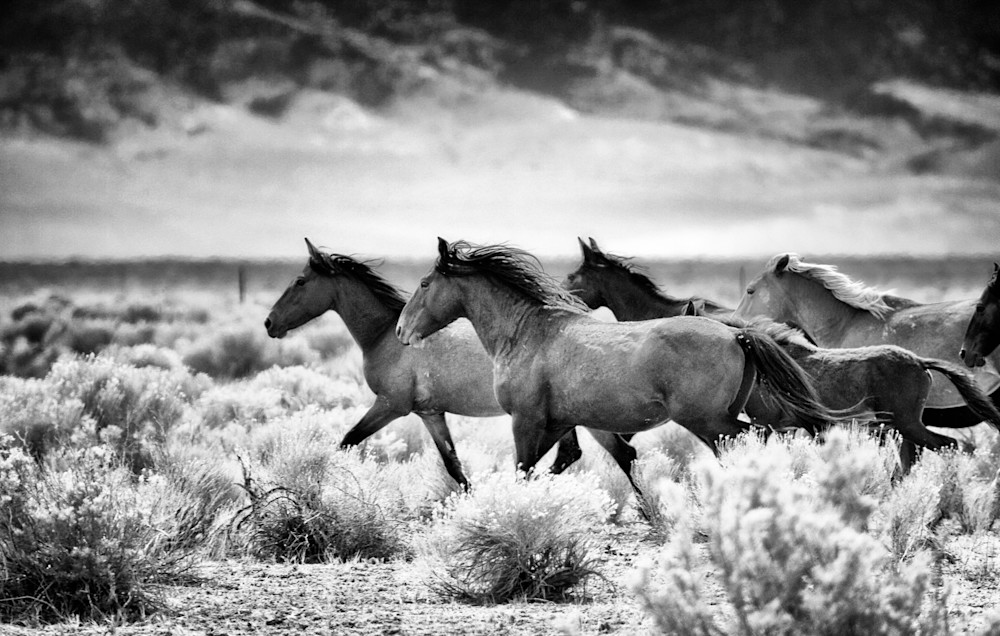 Wild horses running through desert black and white print