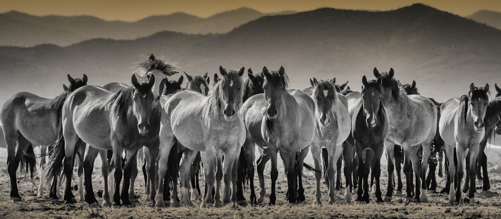 Large herd of wild horses black and white print