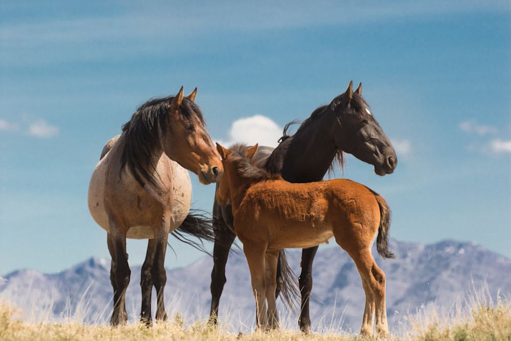 WIld mares with foal under blue skies print