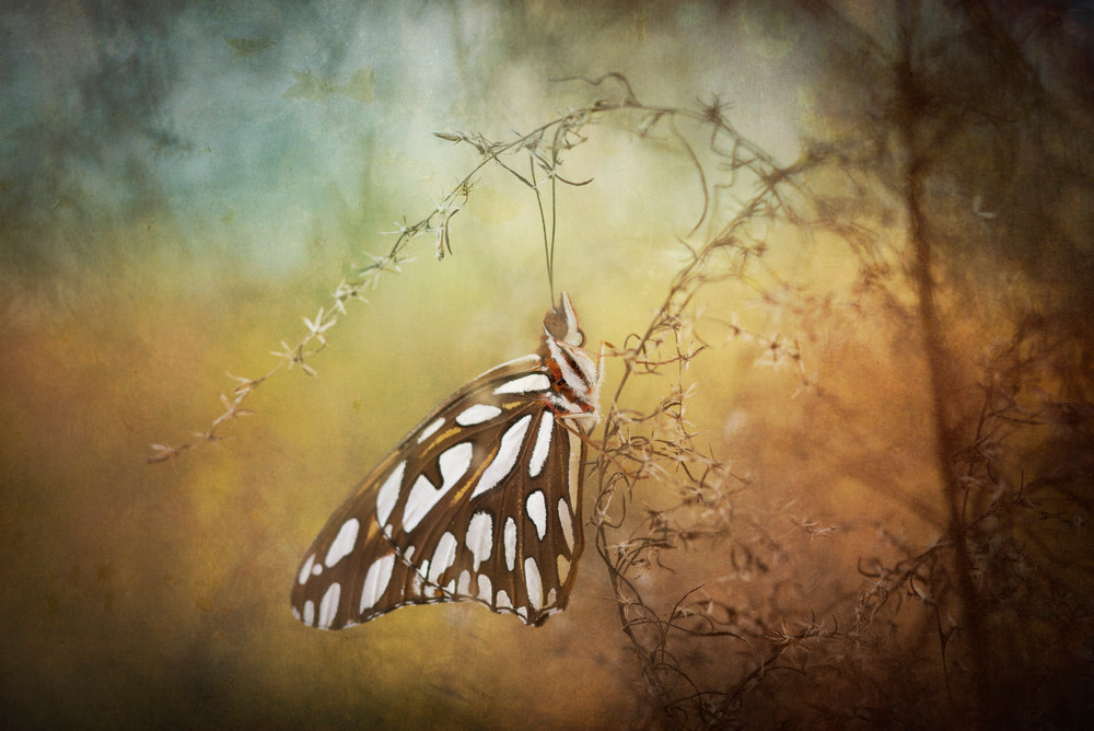 Passion Butterfly Photography Art | Lori Ballard Photography