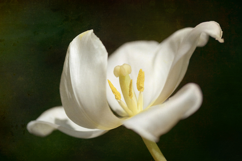 Tulip 6480 T 2 Photography Art | Lori Ballard Photography